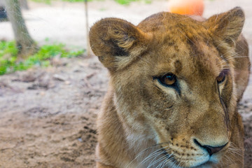 仙台の八木山動物園のライオン