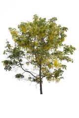 Yellow golden shower ,Cassia fistula flower tree isolated on white background. Save clipping path.