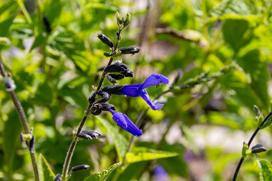 Salvia patens ,Blue Angel, Lamiaceae family