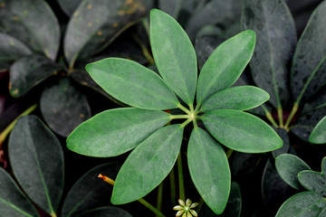 Close up Dwarf umbrella tree leaves in a garden.Schefflera arboricola leaf background.