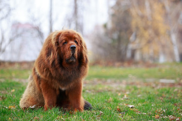 Fototapeta premium Dog breed Tibetan mastiff