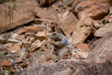 Naklejka na ściany i meble Cute little ground squirrel in Zion National Park, Utah, United States