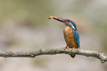 Beautifual portrait of common Kingfisher with prey in the beak (Alcedo atthis)