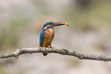 The wonderful Kingfisher with a fish in the beak (Alcedo atthis)