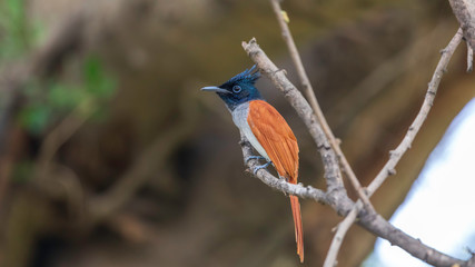 Indian paradise flycatcher waiting for catch at Urban Park of Kolkata, india.