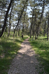 Fototapeta premium 林道 新緑 遊歩道