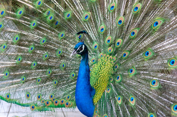 Fototapeta premium Beautiful colorful Hues of a male peacock