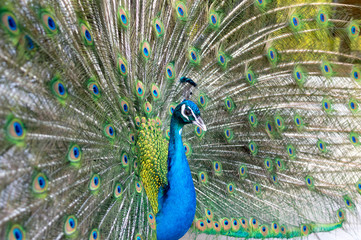 Naklejka premium Beautiful colorful Hues of a male peacock