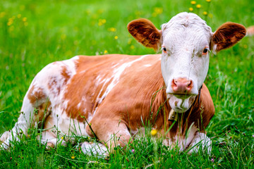 funny cow