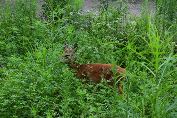 Fototapeta premium deer in the forest