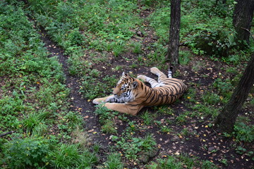 tiger in the zoo