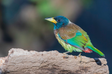 Great barbet (Psilopogon virens) at Sattal