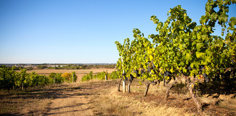 Paysage de vigne au soleil dans un vignoble en France.