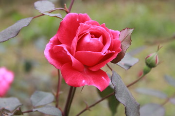 Red roses in blur green background