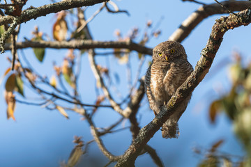Yellow-eyed owl species are rumored to be diurnal but in reality this barred owlet is found to be active at variety of times-Asian Barred Owlet (Glaucidium cuculoides)