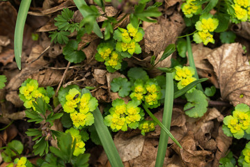 fly sits on flower, green yellow spring flowers in dry leaves, yellow-green leaves of young flowers in fallen dry leaves, yellow flowers, green grass and dried leaves in the forest, fly on the flower
