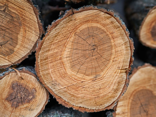 wood cut as background texture for artists