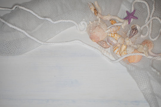 seashell in a net