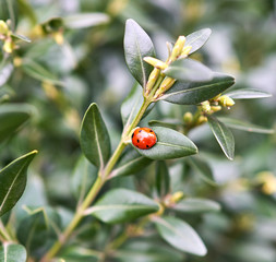 red ladybug sitting on a bush