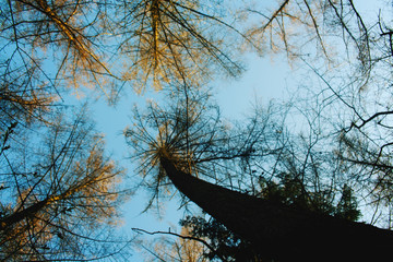 Waldfoto große Bäume