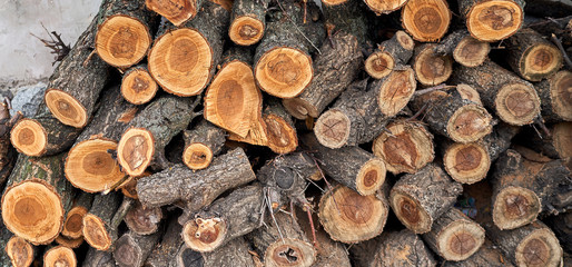 wood cut as background texture for artists