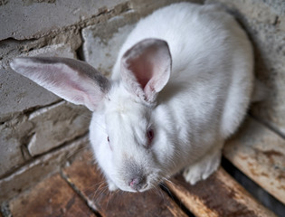 Obraz premium White rabbits are sitting in a cage
