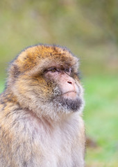 Portrait of a Barbary Macaque sitting on grass