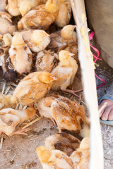 Baby chickens farm Morocco 