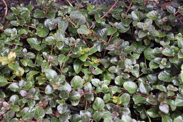 リシマキア　ミッドナイトサン