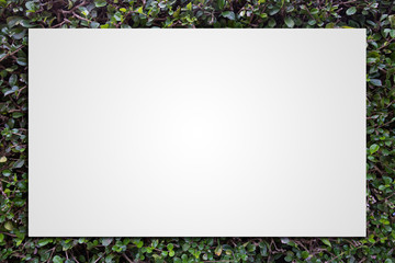 Green leaves made frame background. There is a blank white square area in the middle. An empty space to put the desired text. The leaf wall is made into a frame to decorate various pieces of work.