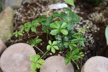 シュガーバイン