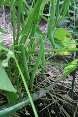 つるなしインゲン