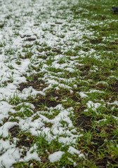 Melting snow on green grass closeup - between winter and spring concept background
