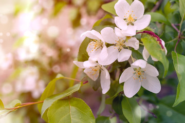 Natural spring background with blooming Apple tree. Beautiful branches of an Apple tree with blooming white flowers close-up. Abstract background with Sunny bokeh. Springtime.