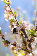 Bourdon butinant les fleurs roses d'un arbuste au Jardin des Plantes de Montpellier, le plus ancien jardin botanique de France