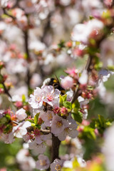 Bourdon butinant les fleurs roses d'un arbuste au Jardin des Plantes de Montpellier, le plus ancien jardin botanique de France