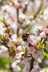 Bourdon butinant les fleurs roses d'un arbuste au Jardin des Plantes de Montpellier, le plus ancien jardin botanique de France
