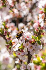 Bourdon butinant les fleurs roses d'un arbuste au Jardin des Plantes de Montpellier, le plus ancien jardin botanique de France