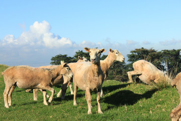 Obraz na płótnie Canvas 【 New Zealand 】Sheep