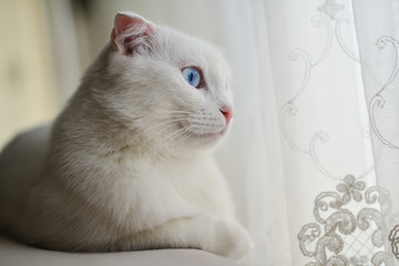 Cute white Scottish fold cat with blue eyes rest in front of window