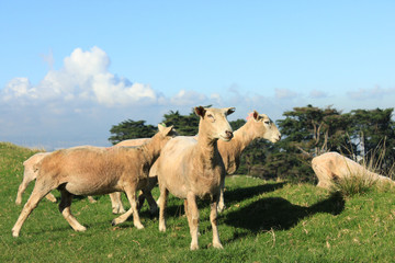 Naklejka na ściany i meble 【 New Zealand 】Sheep