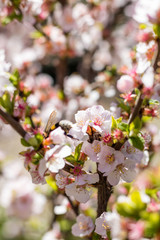 Bourdon butinant les fleurs roses d'un arbuste au Jardin des Plantes de Montpellier, le plus ancien jardin botanique de France