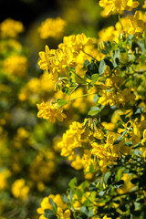 Petites fleurs jaunes au printemps au Jardin des Plantes de Montpellier, le plus ancien jardin botanique de France