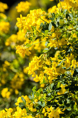 Petites fleurs jaunes au printemps au Jardin des Plantes de Montpellier, le plus ancien jardin botanique de France