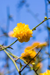 Kerria japonica (Corète du Japon) au printemps au Jardin des Plantes de Montpellier, le plus ancien jardin botanique de France