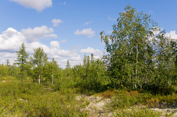 Green forest with pines, spruces, larches and birches. Bright summer day with blue sky