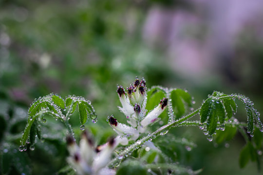 Fumaria capreolata, the white ramping fumitory, close-up on dew drops on the flower and leaves, blurred background.