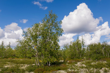 Obraz premium Green forest with pines, spruces, larches and birches. Bright summer day with blue sky