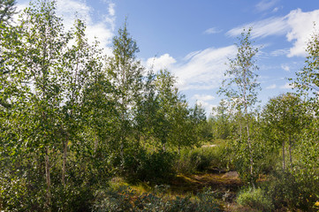 Green forest with pines, spruces, larches and birches. Bright summer day with blue sky