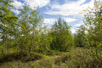 Green forest with pines, spruces, larches and birches. Bright summer day with blue sky